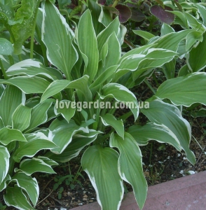 Хоста ( Hosta) Aureomarginata